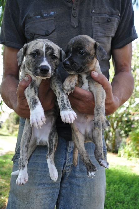 de la futaie Colbert - Naissance des chiots 