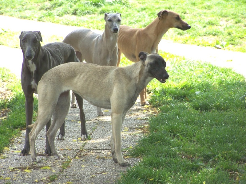 NOS CHIENS
